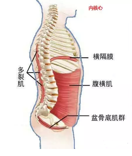 悬吊训练治疗技术--人体安全气囊(图1)