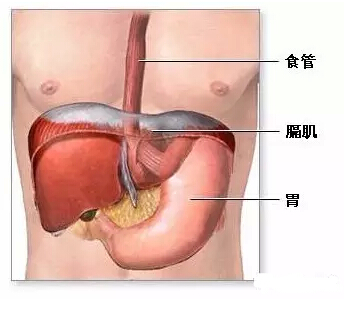 悬吊训练治疗技术--人体安全气囊(图6)